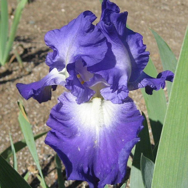 City Lights Iris - Image 2
