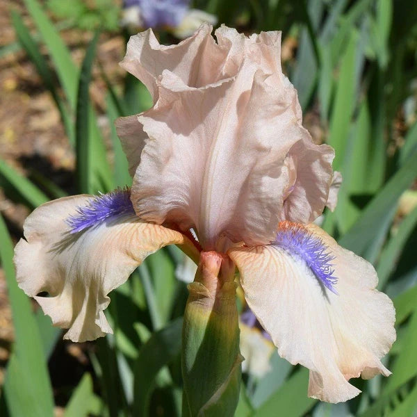 Concertina Iris - Image 2