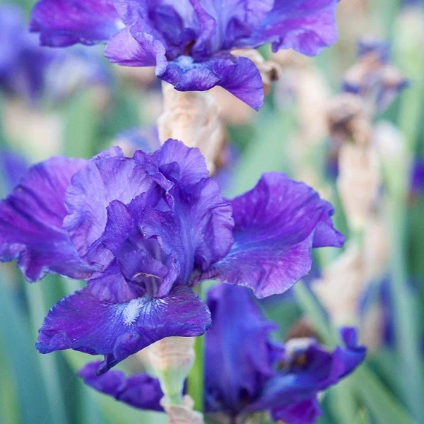 Dashing - Iris - Image 2