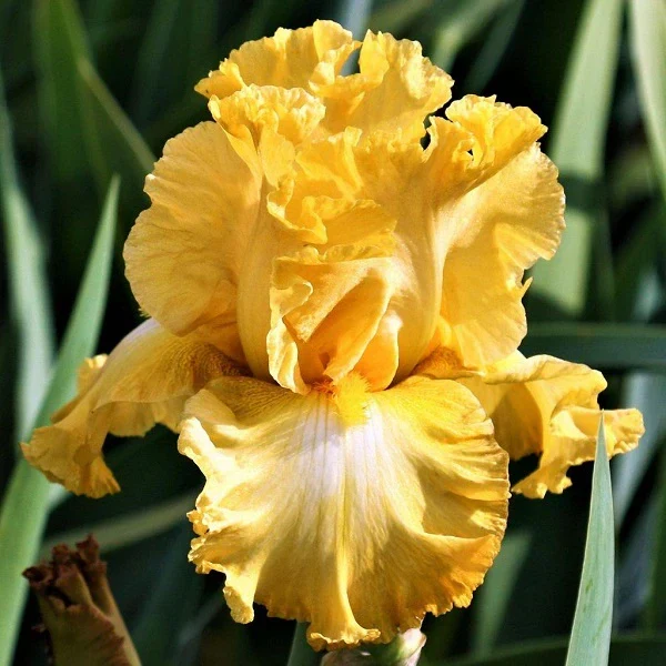Egg Nog Iris - Image 2