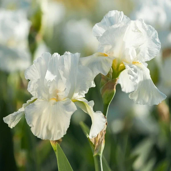 Frequent Flyer Iris - Image 3