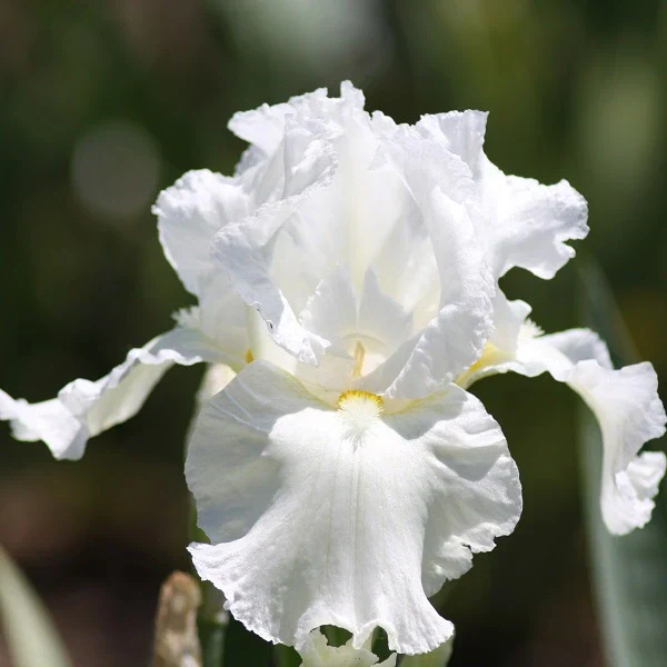 Frequent Flyer Iris - Image 2