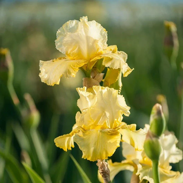 Harvest of Memories Iris - Image 2