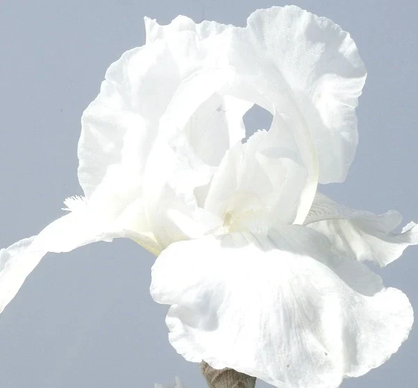 Immortality Iris - Image 2