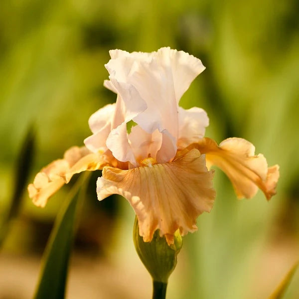 Invitation Iris - Image 2