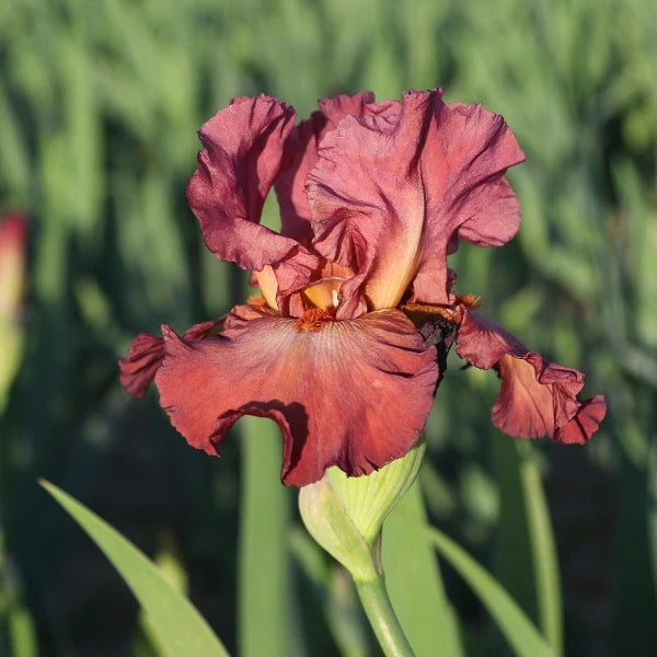 Lady Friend Iris - Image 3