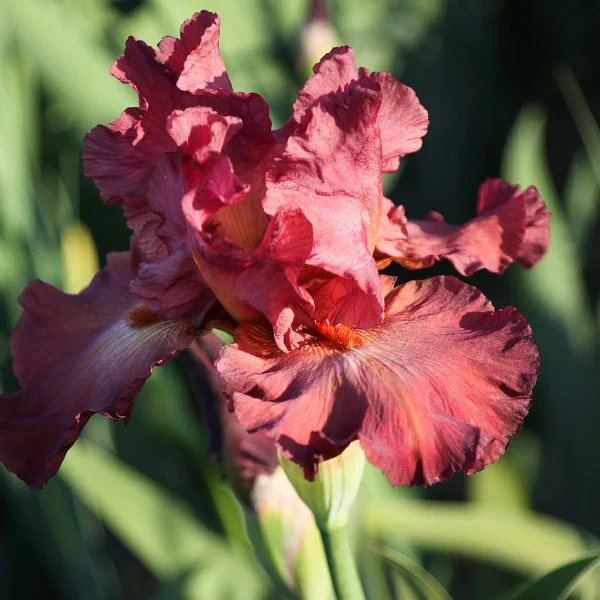 Lady Friend Iris - Image 2