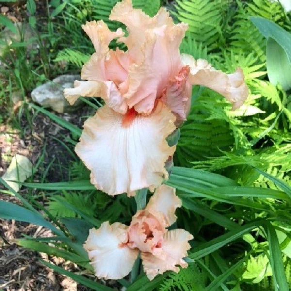 October Splendor Iris - Image 2