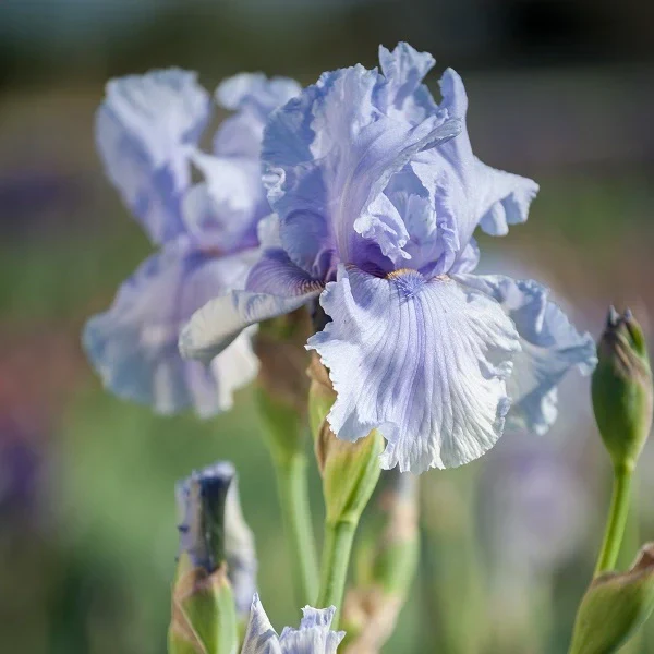Rio Vista - Iris - Image 2