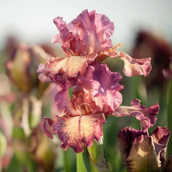 Rock Star Iris - Image 2