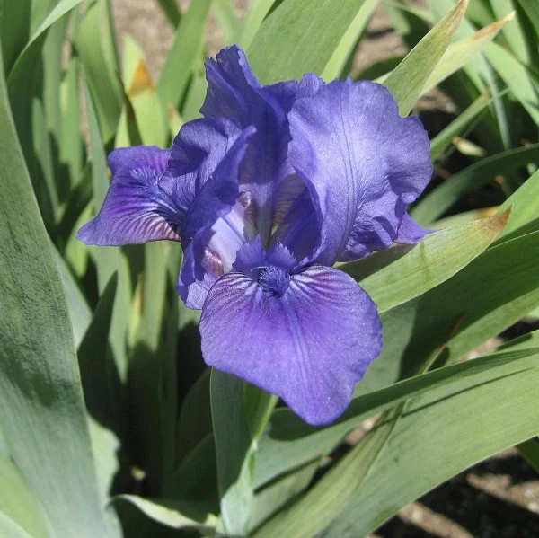 Smell the Roses – Dwarf Iris