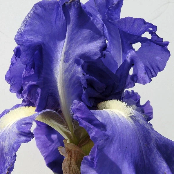 Victoria Falls Iris - Image 2