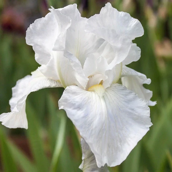 White Reblooming - Iris - Image 2