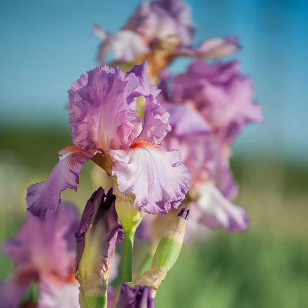 Wine Festival Iris - Image 3