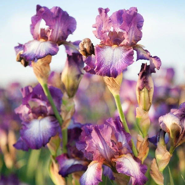 Wine Festival Iris - Image 2