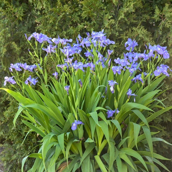Ming Treasure Iris - Image 3