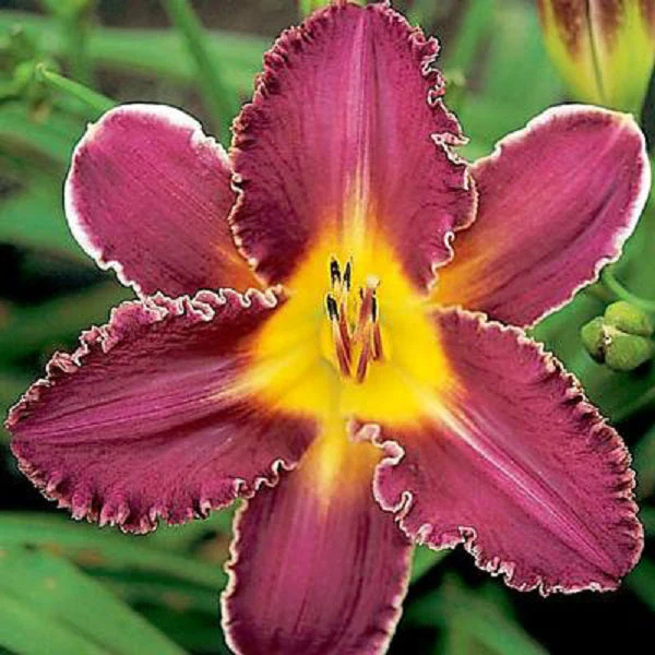 Ivory Edges Daylily