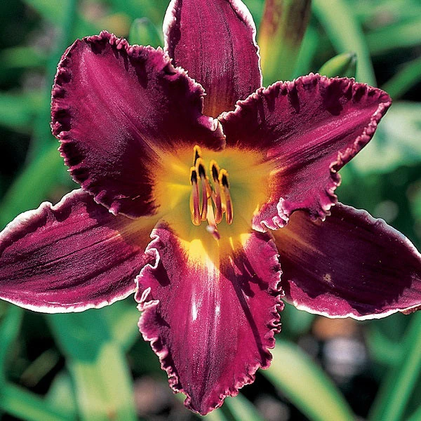 Ivory Edges Daylily - Image 2
