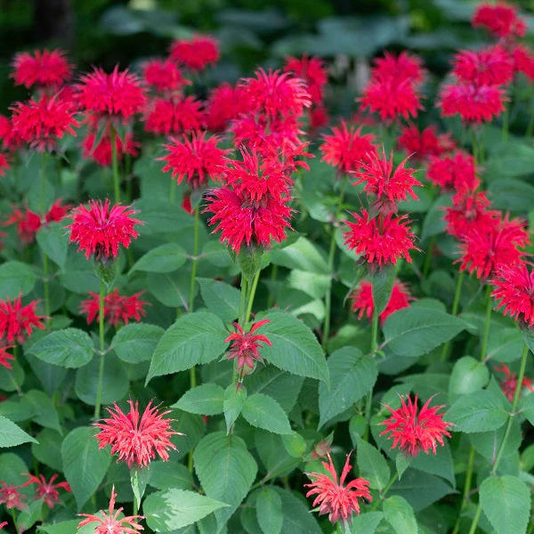 Jacob Cline BeeBalm - Image 2