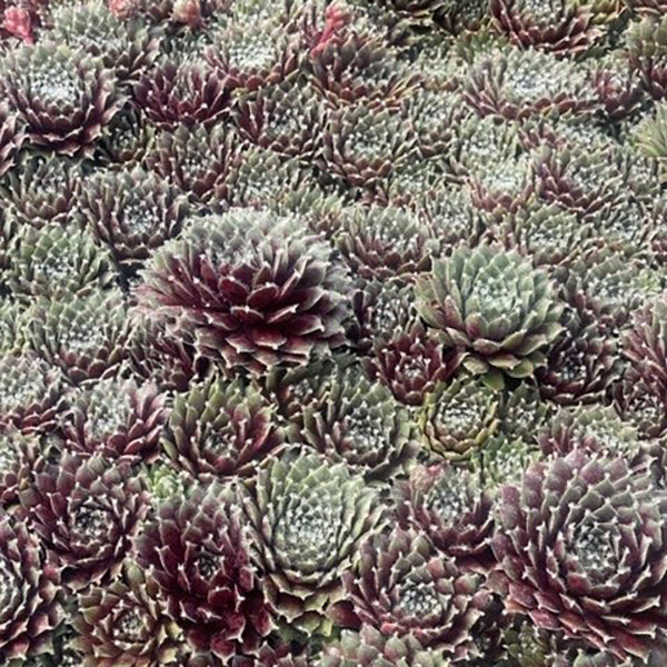 Jade Rose Hen & Chicks Succulent - Image 2