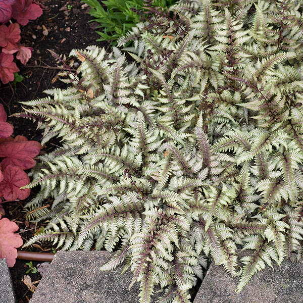 Japanese Painted Lady Fern - Image 2