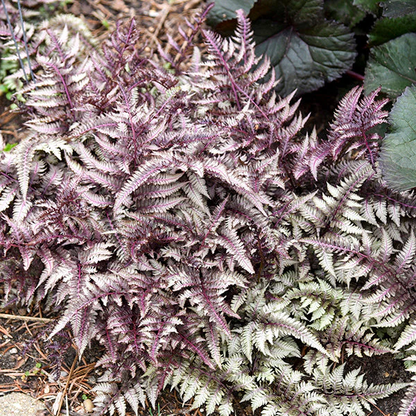 Japanese Painted Lady Fern - Image 3