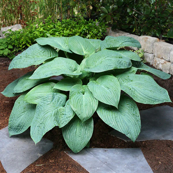 Jurassic Park Hosta