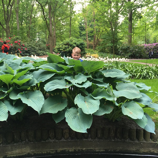 Jurassic Park Hosta - Image 2