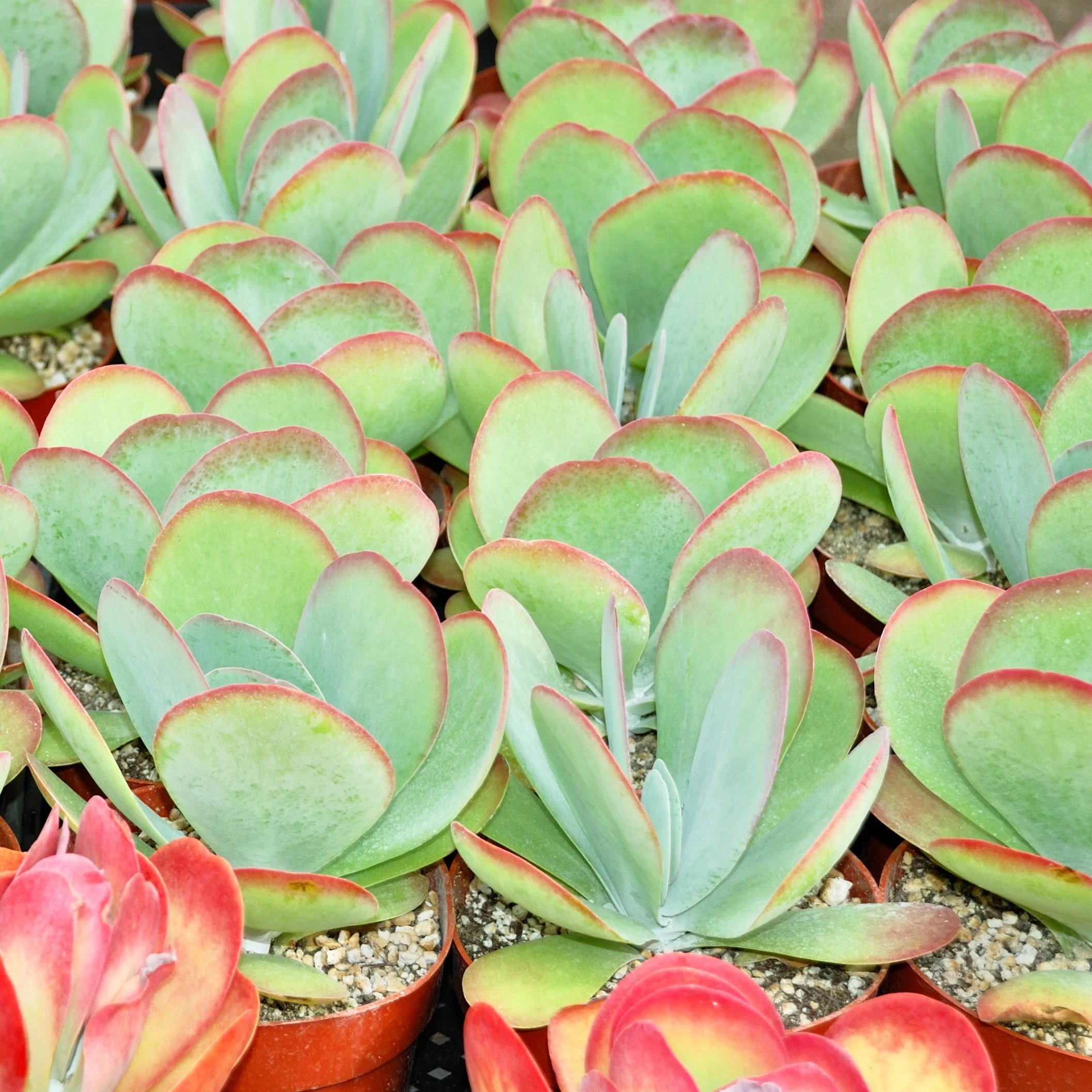 Paddle Plant