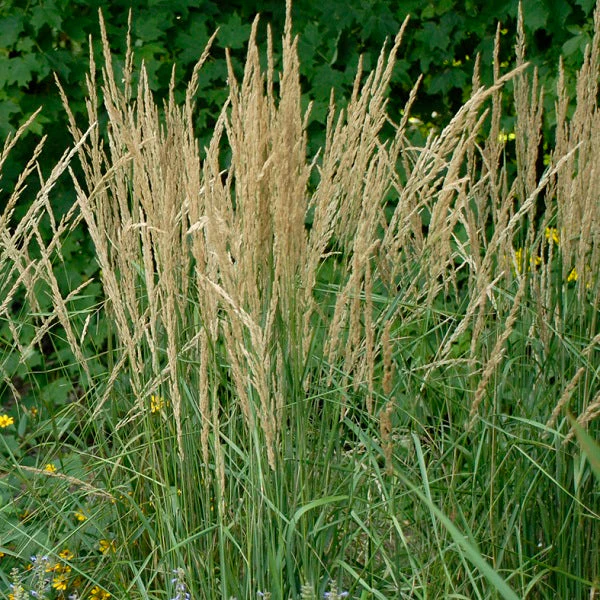 Karl Foerster Feather Reed Grass - Image 3