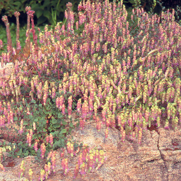 Kents Beauty Ornamental Oregano - Image 2