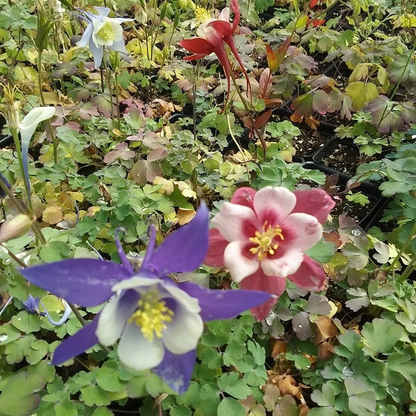 Kirigami Mixed Columbine - Image 2
