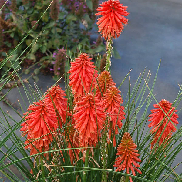 Poco Red Red Hot Poker - Image 2
