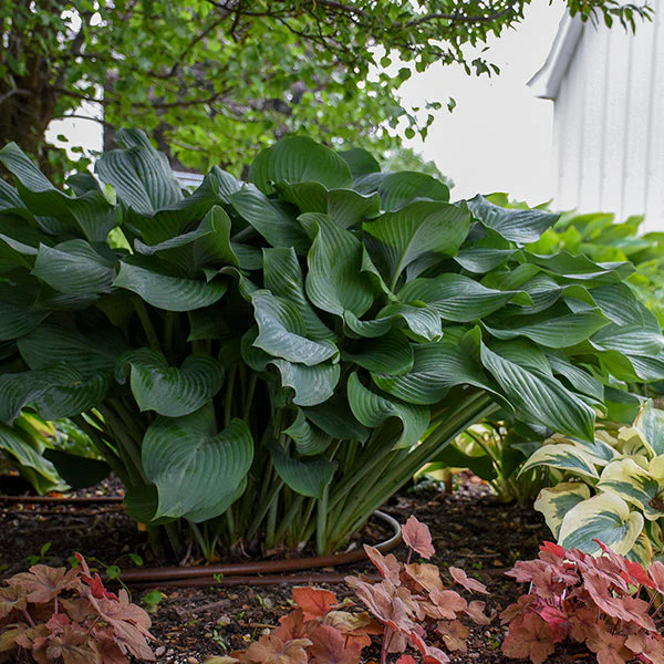 Krossa Regal Hosta - Image 3