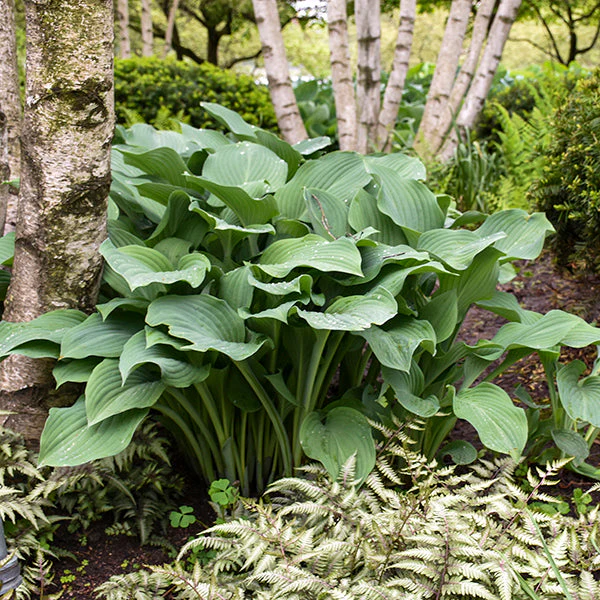 Krossa Regal Hosta - Image 2