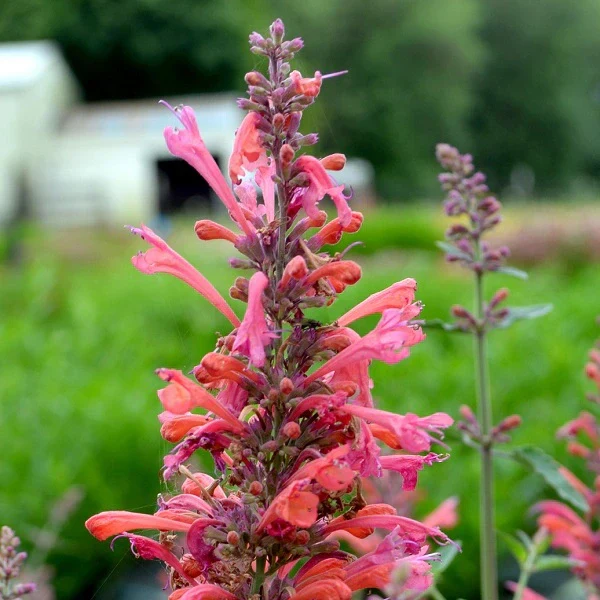 Kudos Coral Hyssop - Image 2