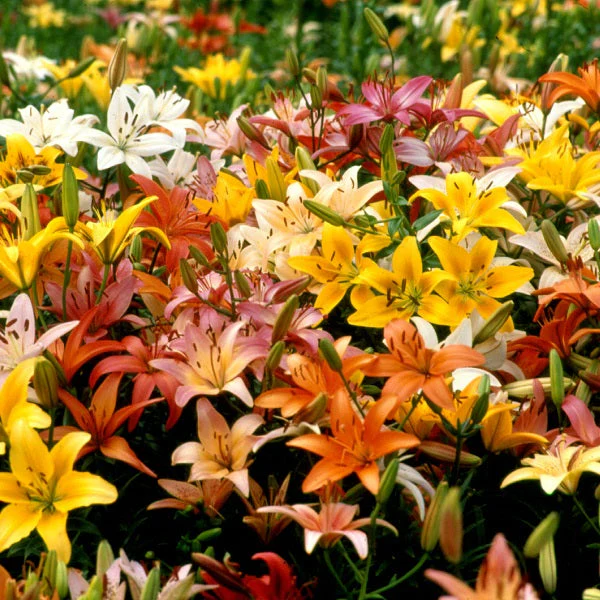 Great American Lily Mix