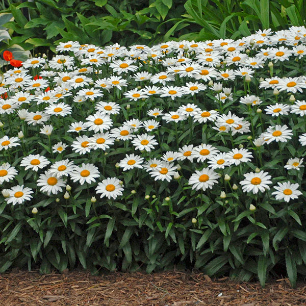 Snowcap Shasta Daisy - Image 3