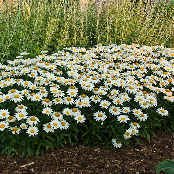 Snowcap Shasta Daisy - Image 2