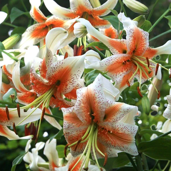 Lady Alice Turkish Cap Lily - Image 2