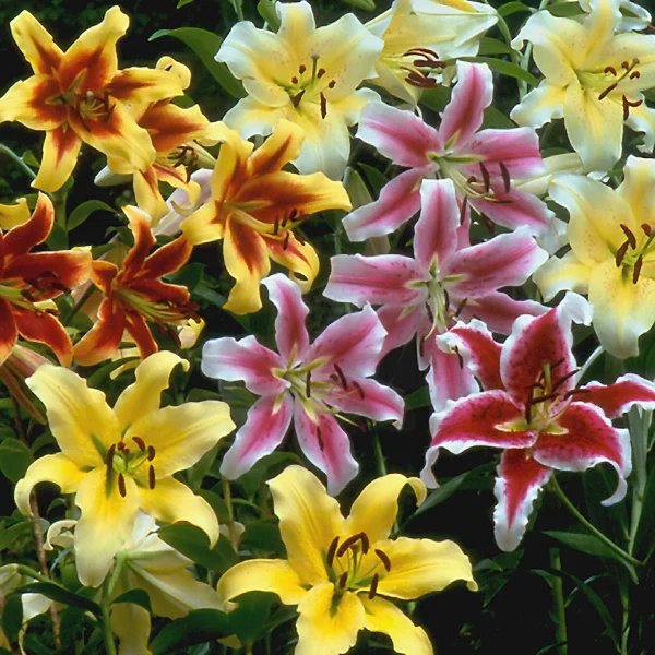 Great American Lily Mix - Image 2