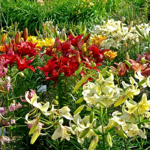 Great American Lily Mix - Image 3