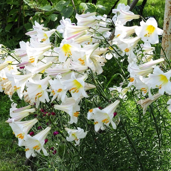 Regale Album Trumpet Lily - Image 2