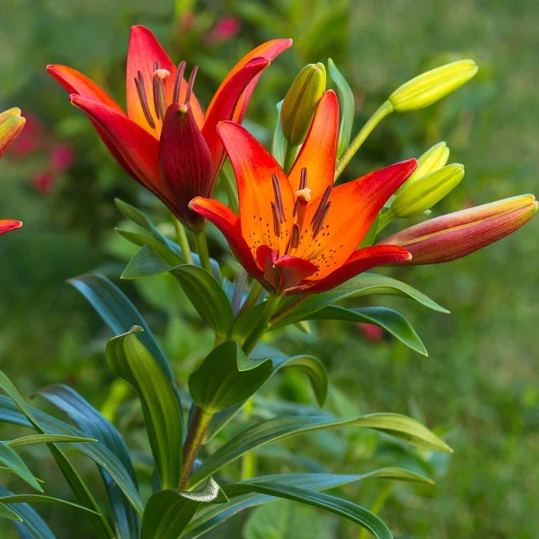 Royal Sunset LA Hybrid Lily - Image 2