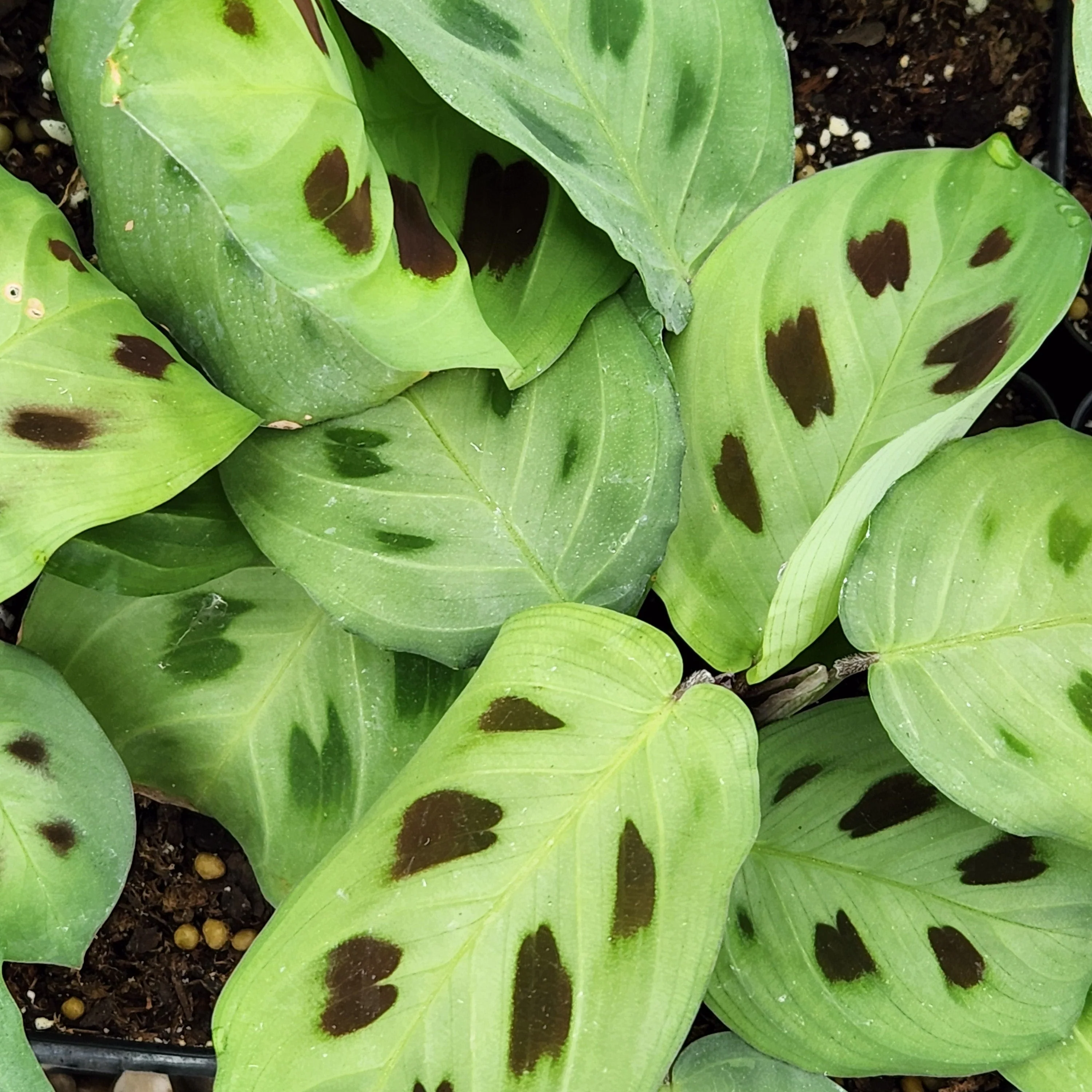 Green Prayer Plant