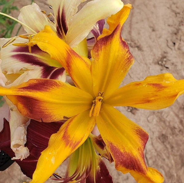 Mahieu Mixed Spider Daylily (2 for 1) - Image 2