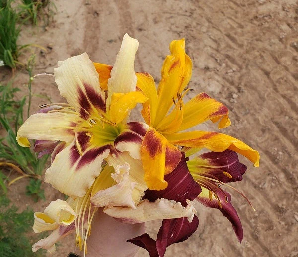 Mahieu Mixed Spider Daylily (2 for 1) - Image 3