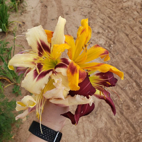 Premium Daylily Pack – 24 each