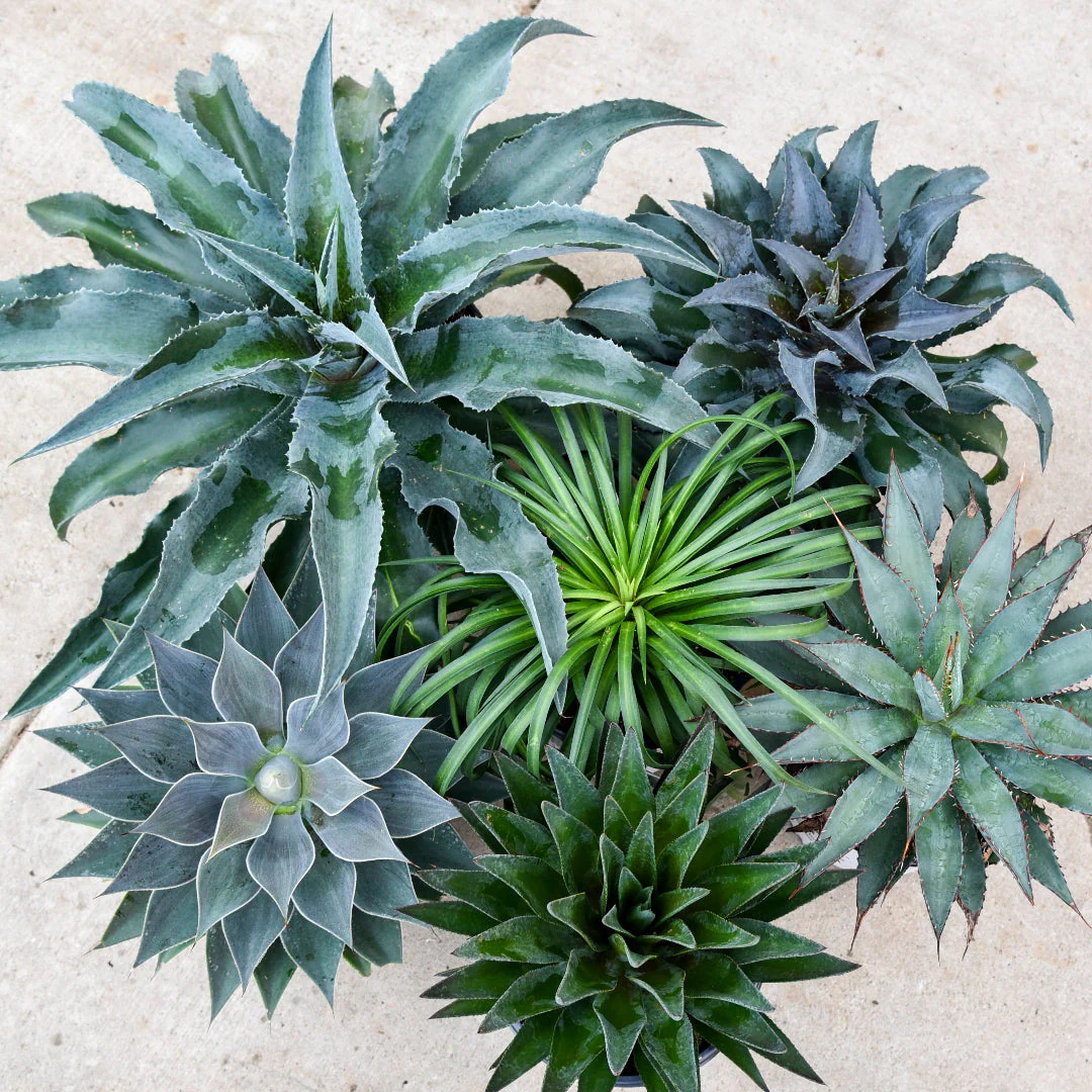 Art & Solections™ Mangave Mix (1 Plant)