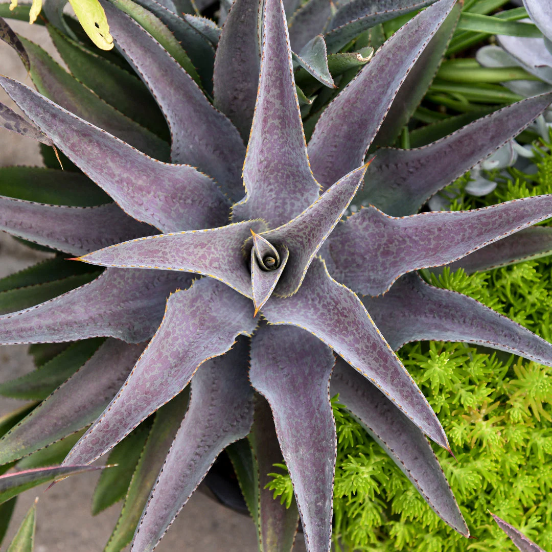 Purple People Eater Mangave